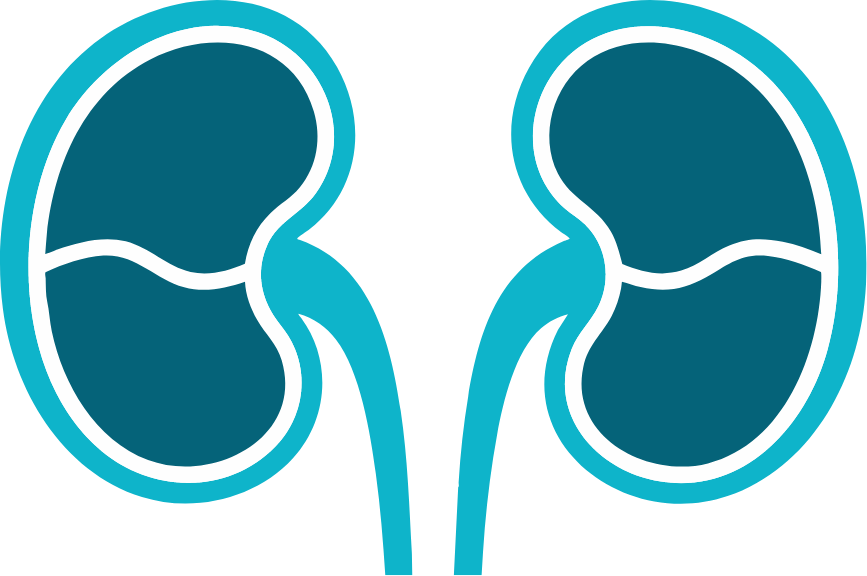 Kidneys